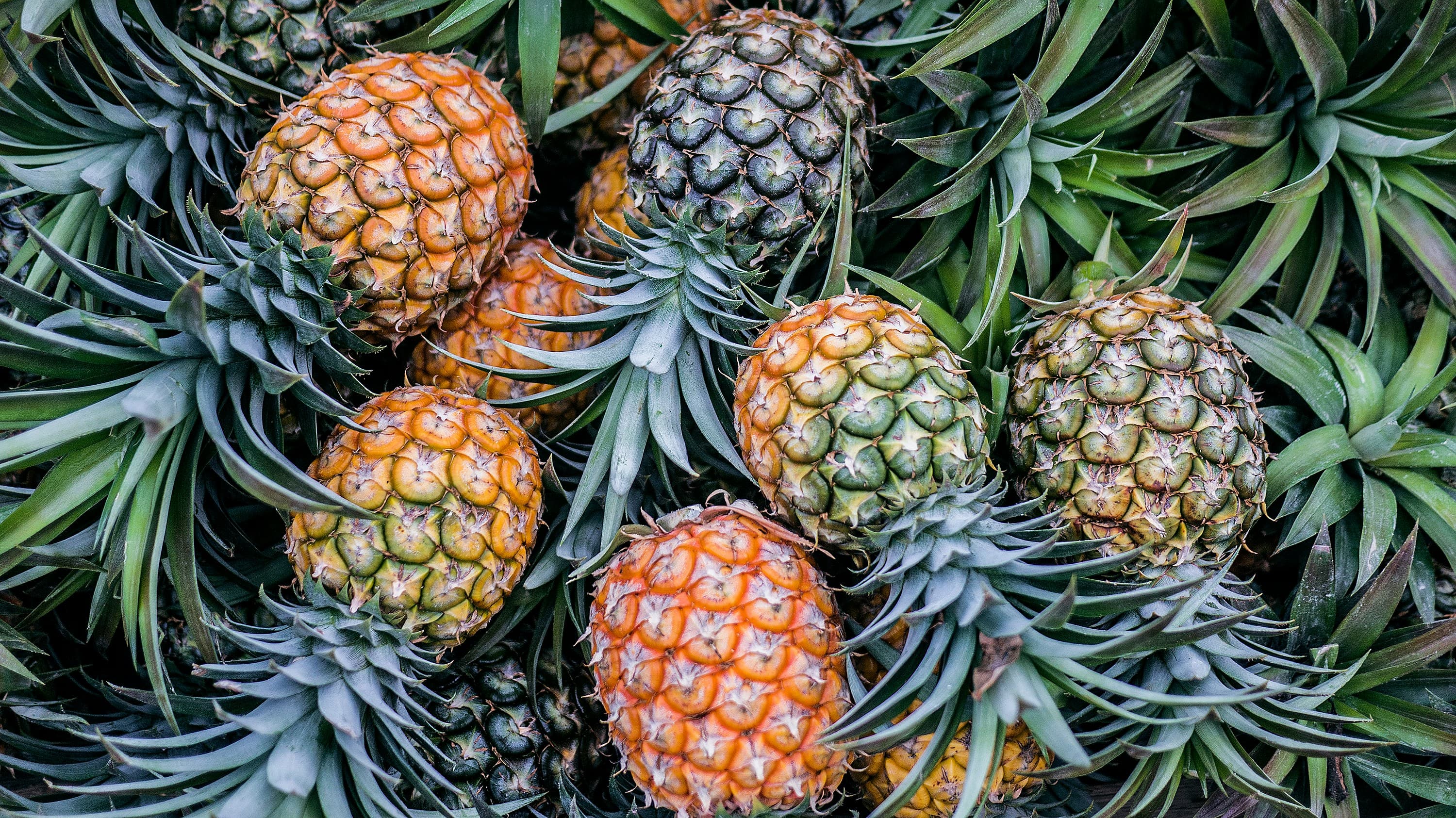Abacaxi